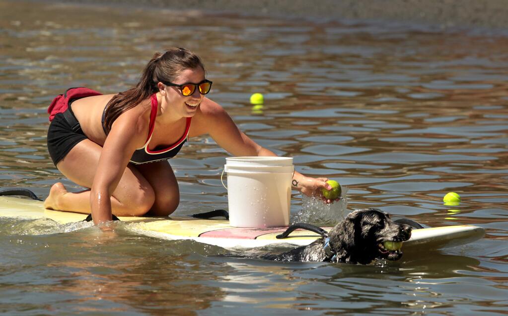 Spring Lake lifeguard Erin Cole, with the help of black lab Ireland, gathers up tennis balls for a new round of dogs during 'Water Bark' in the swimming lagoon.
