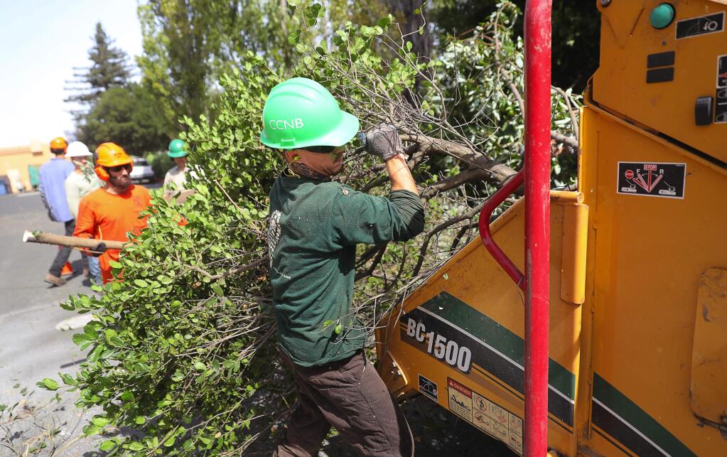 Patrick Jones, with the Career Pathways Program, loads a tree into a chipper, while clearing out vegetation for flood control in a creek, near East Washington Street and North McDowell Boulevard in Petaluma on Monday, September 18, 2017. (Christopher Chung/ The Press Democrat)