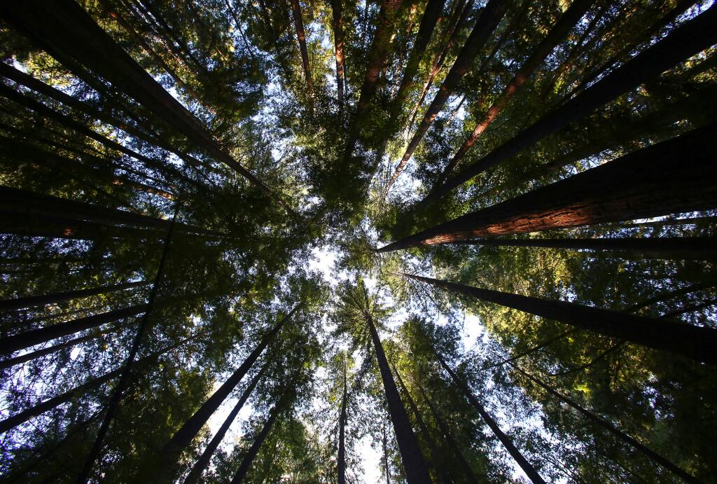 Looking up into the canopy of redwood trees at Armstong Woods State Natural Reserve, on Sunday, January 1, 2017. (Christopher Chung/ The Press Democrat)