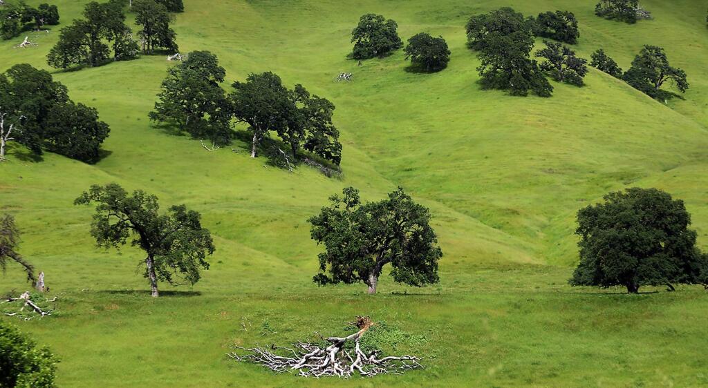 Oak trees in the Berryessa Snow Mountain National Monument on Tuesday, April 25, 2017 in Napa County. (Kent Porter / The Press Democrat)