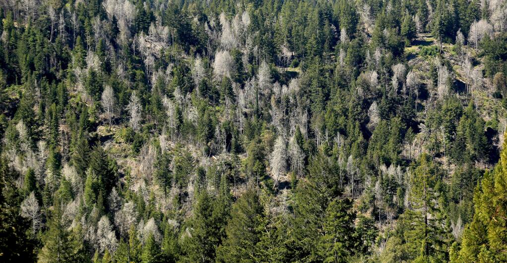 Poisoned trees, which turn silver after dying, dot a hillside in the Comptche area The land is owned by Mendocino Redwood Company (MRC) and uses the hack-and-squirt method to kill oak trees in order to bring back a redwood canopy, Friday April 17, 2015. Kent Porter / Press Democrat)