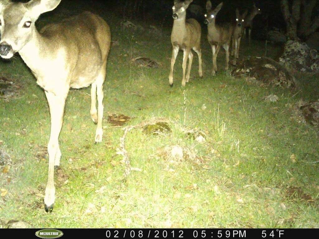 A herd of deer captured on camera at the Montini Open Space Preserve. (Photo by Richard Dale/ Sonoma Ecology Center)