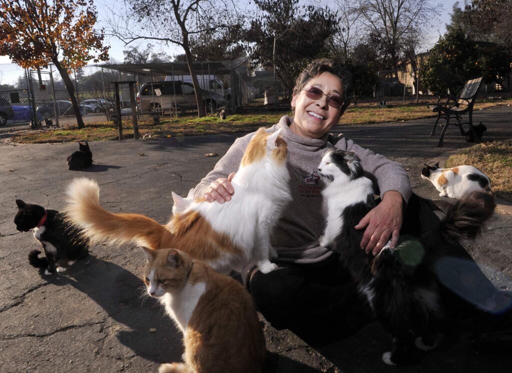 In this Dec. 17, 2015 photo, Lynea Lattanzio, founder of Cat House On The Kings, plays with some of her cats in Reedley, Calif. Lattanzio has turned her twelve acre, four-thousand square foot ranch home into what's believed to be the largest no-cage cat sanctuary and adoption center in the U.S. (Eric Paul Zamora/The Fresno Bee via AP)