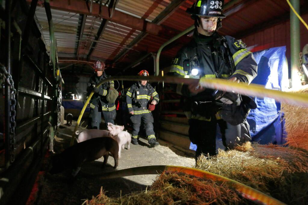 ALVIN JORNADA / THE PRESS DEMOCRATSanta Rosa firefighter Andrew Vallely, right, passes a hose line over hay bales Thursday after extinguishing a fire in the Santa Rosa High School Ag Barn.