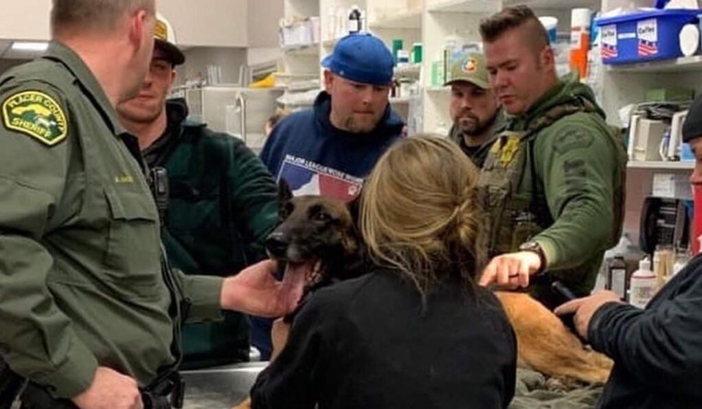This Tuesday night, Jan. 15, 2019, photo released by the Placer County Sheriff's Office shows officers with their K9's Eros, who was shot while apprehending a wanted suspect in Roseville, Calif. Eros was rushed to the veterinarian for treatment and is currently resting, and he is expected to make a full recovery. Deputies killed a gunman on a highway off-ramp in California after he shot a few people in different locations, killing a 93 year-old woman, and injured the police dog during a gunbattle with officers, authorities said Wednesday. (Angela Musallam/Placer County Sheriff's Office via AP)