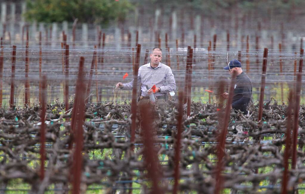 Napa law enforcement personnel place markers as they walk through a vineyard along Solano Avenue and Hoffman Lane as they investigate a shooting, south of Yountville on Monday, March 16, 2015. (CHRISTOPHER CHUNG/ PD)