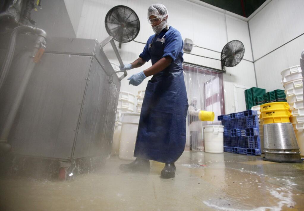 Hugo Calderon pre-cleans buckets at Amy's Kitchen in Santa Rosa, Thursday, August 14, 2014. Amy's has started a new system which has helped them reduce water use by 30 percent. (Crista Jeremiason / The Press Democrat)