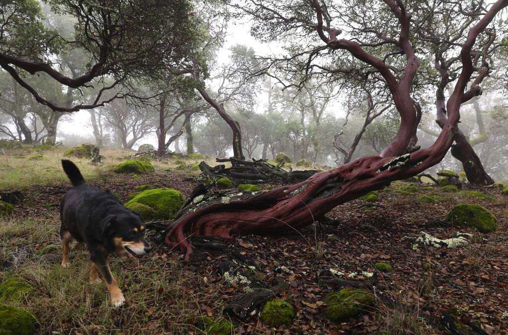Ray Krauss' dog, Darla, trots past a manzanita on Krauss' upper Mark West watershed property, near Santa Rosa on Thursday, December 20, 2018. Krauss has granted Sonoma Land Trust a conservation easement that will permanently protect the 60-acre property in the foothills of the Mayacas Mountains.(Christopher Chung/ The Press Democrat)