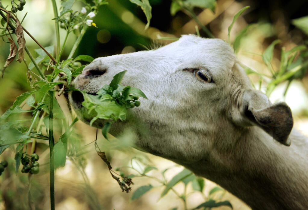 FILE - In this Aug. 16, 2005, file photo, a goat from a ranch in southern Oregon chews on low-hanging foliage in Sycamore Canyon Park in the hills above Claremont, Calif. The threat of catastrophic wildfires has driven a Northern California town to launch a “Goat Fund Me” campaign to bring herds of goats to city-owned land to help clear brush. Nevada City in the Sierra Nevada began the online crowdsourcing campaign December 2018, with the goal of raising $30,000 for the project. (AP Photo/Reed Saxon, File)