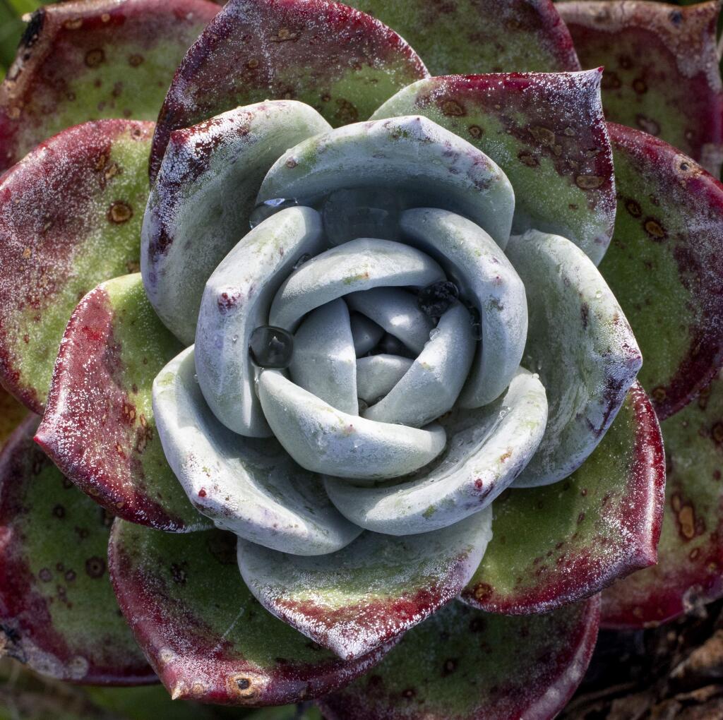 Dudleya farinosa has become the latest target for poachers who can sell the small, native-grown succulent for much more money than those grown in green houses. (photo by John Burgess/The Press Democrat)