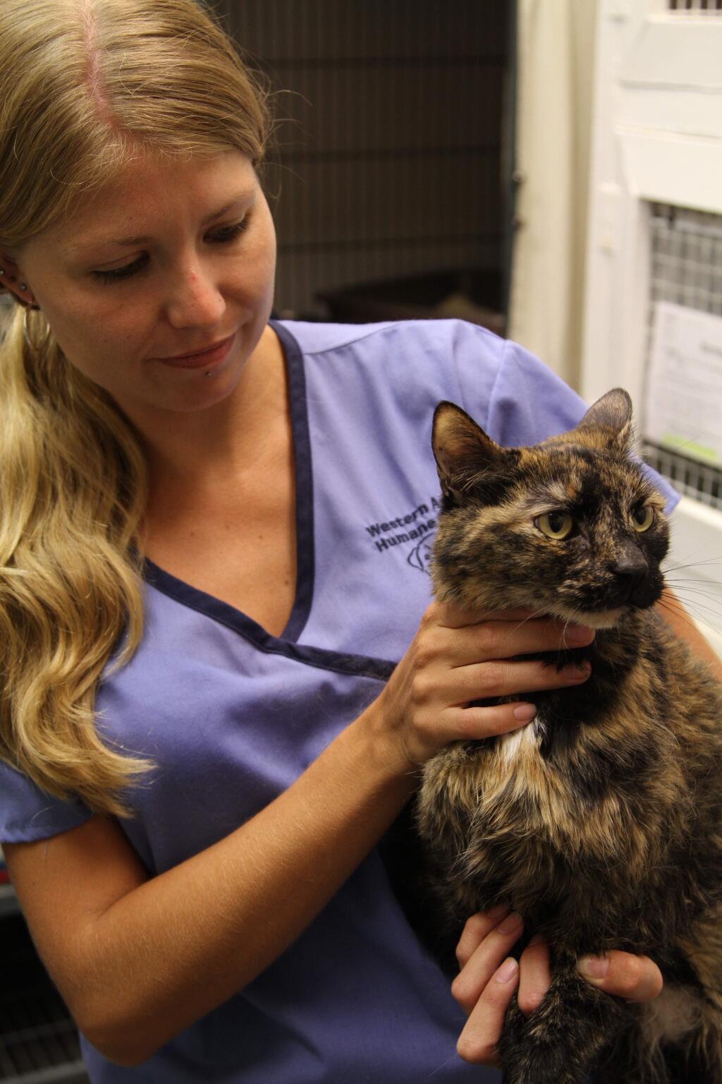 Western Arizona Humane Society receptionist Tasha Draper holds River, a cat who was found inside a sunken boat on Saturday, in Lake Havasu City, Ariz., on Monday, July 27, 2015. The cat was found tucked away in a boat that had sank to the bottom of Lake Havasu on Saturday and was brought ashore by Dive Time Recovery owner John Zucalla. Zucalla said the cat must have stowed away sometime before Boat owner Genaro Rudaldava left Orange County, Calif. (Brandon Messick/Todays News Herald, Brandon Messick)