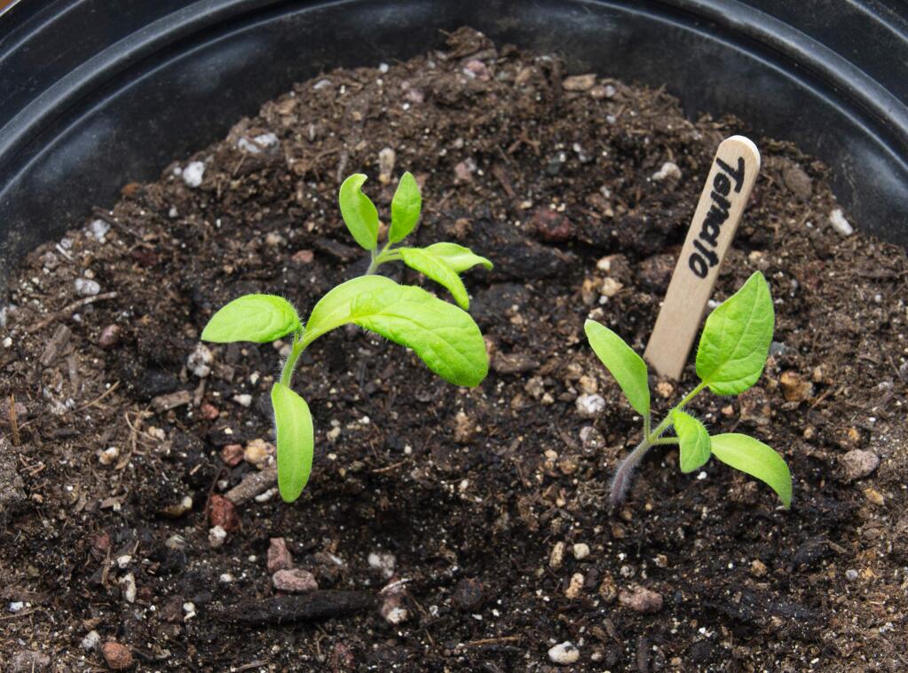 Small tomato plants started from seed in spring before the planting season. (M. Cornelius)