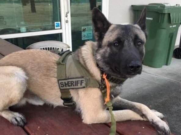 Sonoma County sheriff's canine Mako helped in the arrest of a convicted felon in Rohnert Park on Friday, May 17, 2019. (SONOMA COUNTY SHERIFF'S OFFICE)