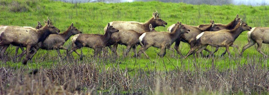 FILE - In this Feb. 16, 2005 file photo, Tule elk run at the San Luis National Wildlife Refuge in Los Banos, Calif. California's elk population is on the rebound after nearly vanishing and now the state is proposing a new management plan for the animals. (AP Photo/Al Golub, file)