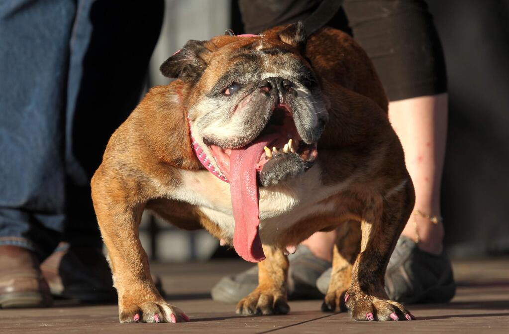 Zsa Zsa, an English Bulldog, watches as owner Megan Brainard from Anoka, Minnesota receives the first-place trophy in the World's Ugliest Dog Contest at the Sonoma-Marin Fair in Petaluma on Saturday, June 23, 2018. (Darryl Bush / Press Democrat)