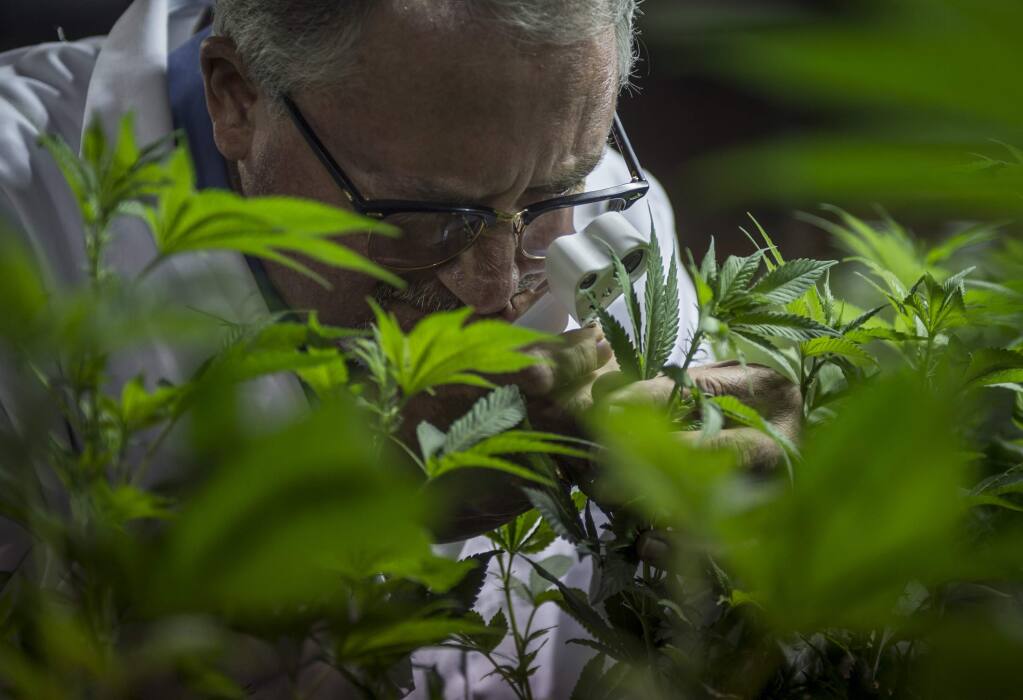 Dan Osborne, 54, inspects his cloned marijuana plants for invasive insects on Tuesday, Feb. 16, 2016, in the Coachella Valley. Osborne, who founded a cannabis plant-breeding company called Clonetics Laboratories, is now a licensed marijuana cultivator with Desert Hot Springs. Osborne and his six employees breed, cultivate and nourish cannabis plants under conditions that prevent them from blooming buds. His company then wholesales the plants at low cost to medical growers who bring them to flower and harvest marijuana for sale. (Andrew Seng/Sacramento Bee/TNS)