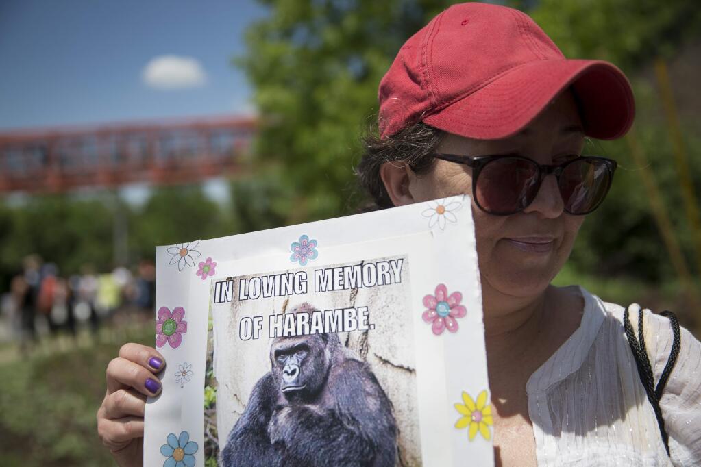Alesia Buttrey, of Cincinnati, holds a sign with a picture of the gorilla Harambe during a vigil in his honor outside the Cincinnati Zoo & Botanical Garden, Monday, May 30, 2016, in Cincinnati. Harambe was killed Saturday at the Cincinnati Zoo after a 4-year-old boy slipped into an exhibit and a special zoo response team concluded his life was in danger. (AP Photo/John Minchillo)