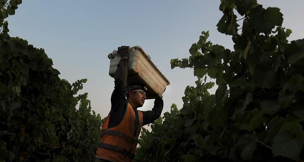 A vineyard worker delivers chardonnay to a bin at Bowtie Vineyards in Healdsburg, Friday Sept. 1, 2017, picked for J Vineyards and Winery. Grape growers are scurrying to get the grapes in due to the heat wave. (Kent Porter / The Press Democrat) 2017