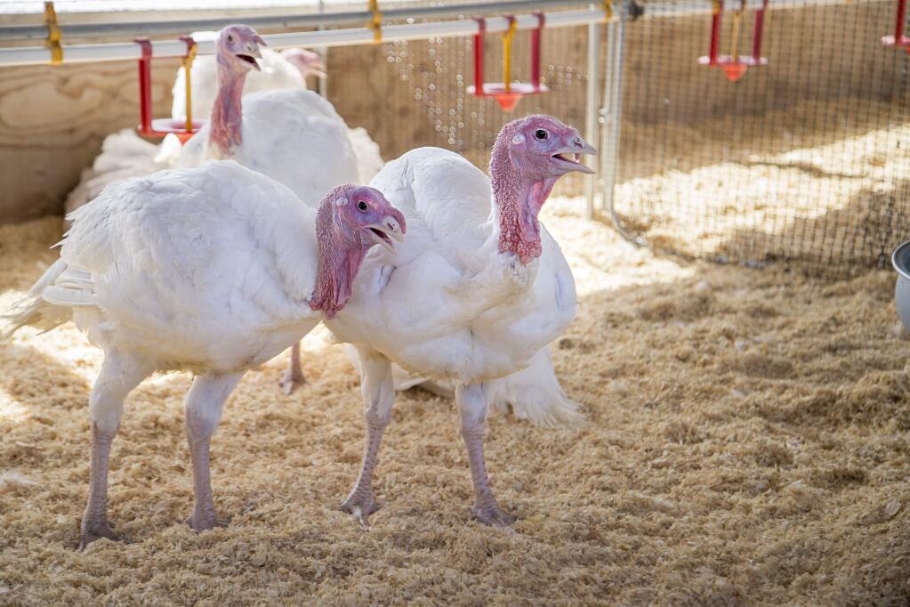 The Presidential Turkeys from Foster Farms are trained to sit clamly on a table and listen to the radio, to become comfortable with different voices and sounds.