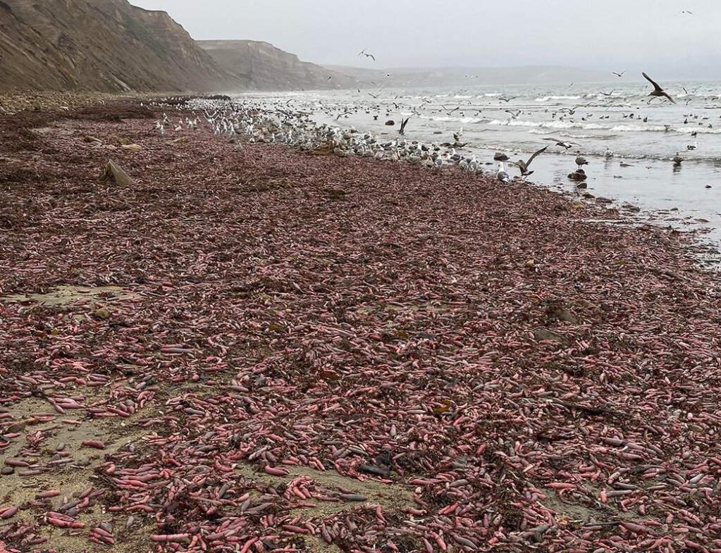 Thousands of a Urechis caupo, a kind of marine spoonworm, washed up on a Point Reyes beach in early December, as shown in tweet by Bay Nature magazine. (DAVID FORD)
