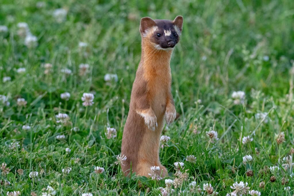 A long-tailed weasel surveys a meadow, where rodent prey might be spotted. (Photo by Joan Bacci)