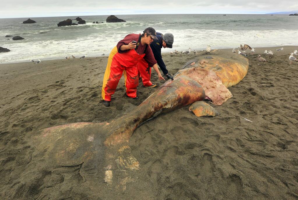California Academy of Sciences researchers Sue Pemberton, left, and Moe Flannery examine a baby grey whale that washed ashore at Portuguese Beach after it was attacked and killed by a killer whale. (JOHN BURGESS / The Press Democrat)