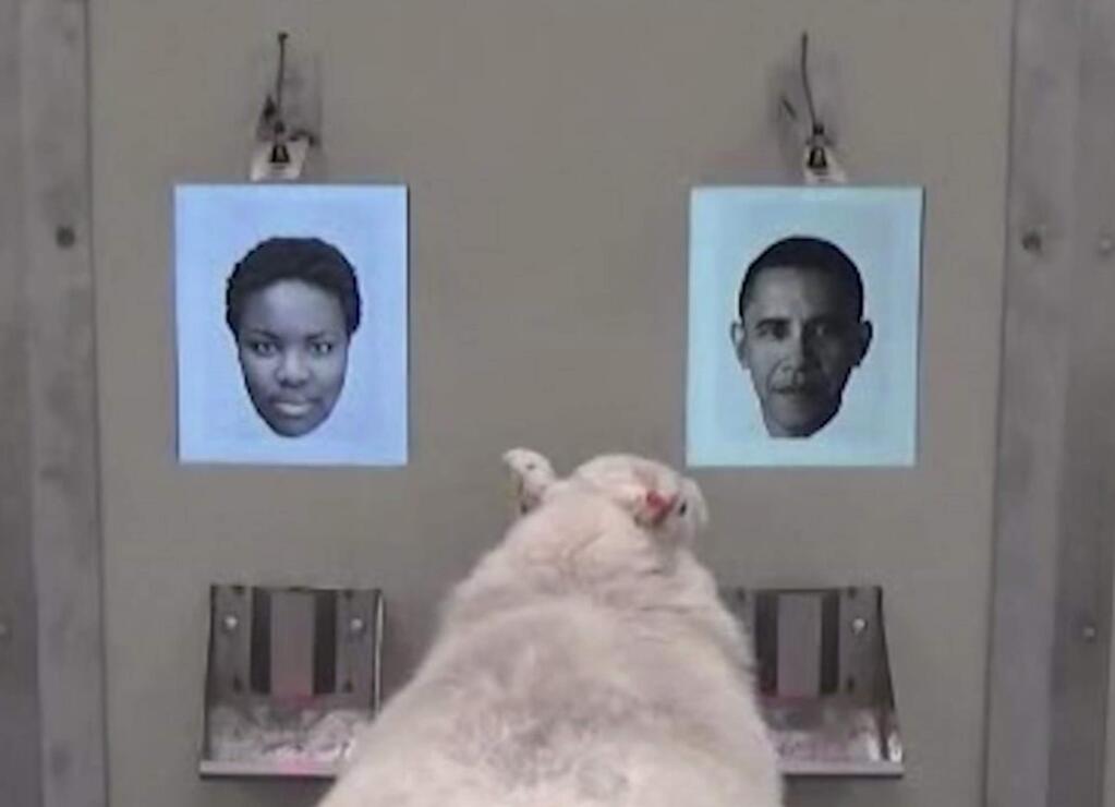 In this image taken from video, a sheep indicates recognition of former US president Barack Obama, right, displayed on a computer screen during research carried out by scientists at Cambridge University with their results published Wednesday Nov. 8, 2017, in Royal Society: Open Science. The new study shows that sheep have advanced face-recognition abilities comparable to those of humans and monkeys, according to Professor Jenny Morton, and the university hope their research assists research into Huntington's disease and other human brain disorders that affect mental processing.(Cambridge University via AP)