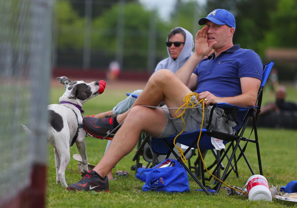 Jason Weaver cheers on the Analy softball team during their game against Piner, in Santa Rosa, on Tuesday, April 19, 2016. (Christopher Chung/ The Press Democrat)