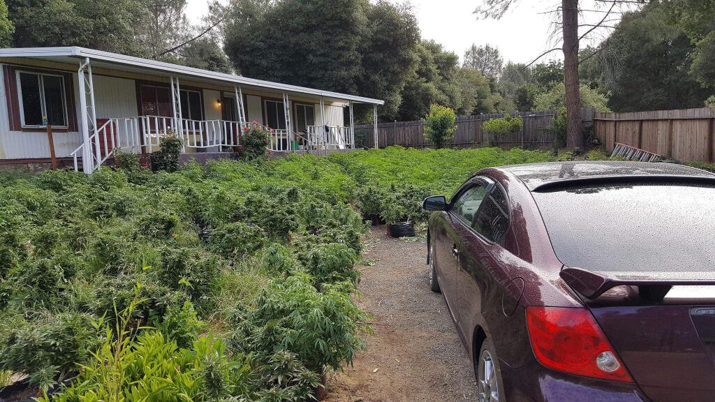 Clearlake Police officers arrested five suspects believed to be involved in the commercial cultivation of marijuana and seized more than 3,000 marijuana plants at this property on Yarrington Court and two adjacent properties on Monday, May 23, 2016. ( CLEARLAKE POLICE )