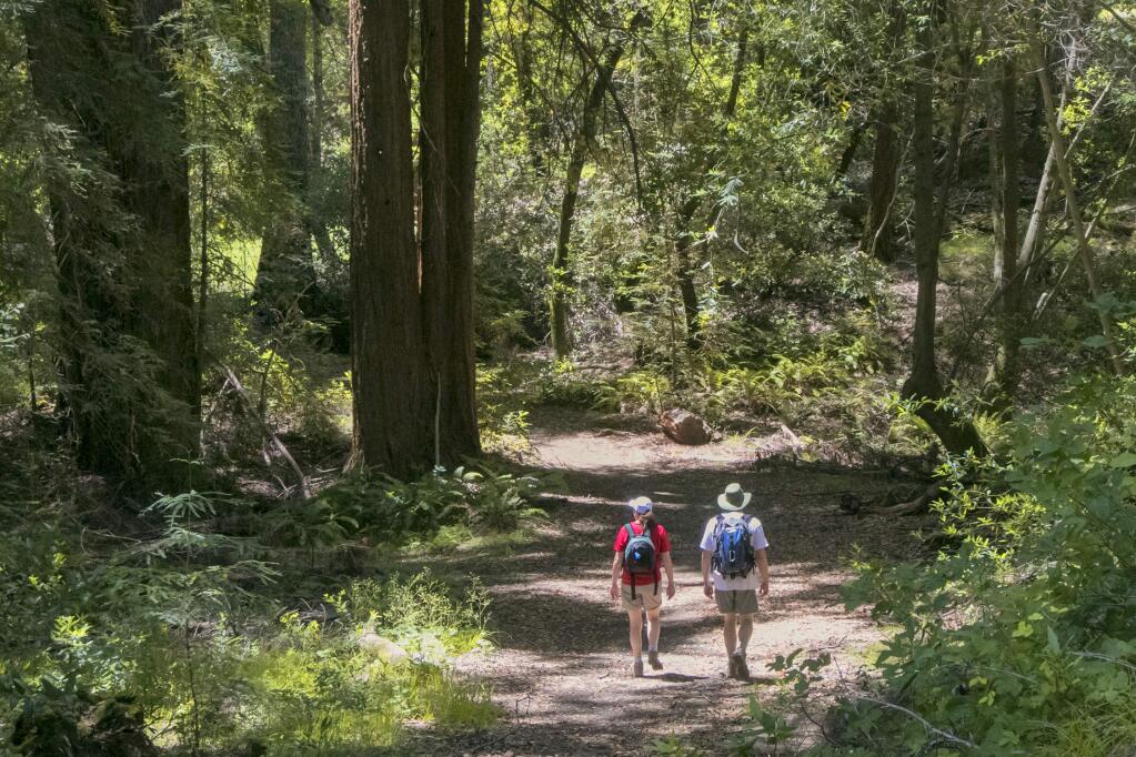 Hiking in the redwoods at Jack London State Historic Park. (Deborah Large/JLSHP)