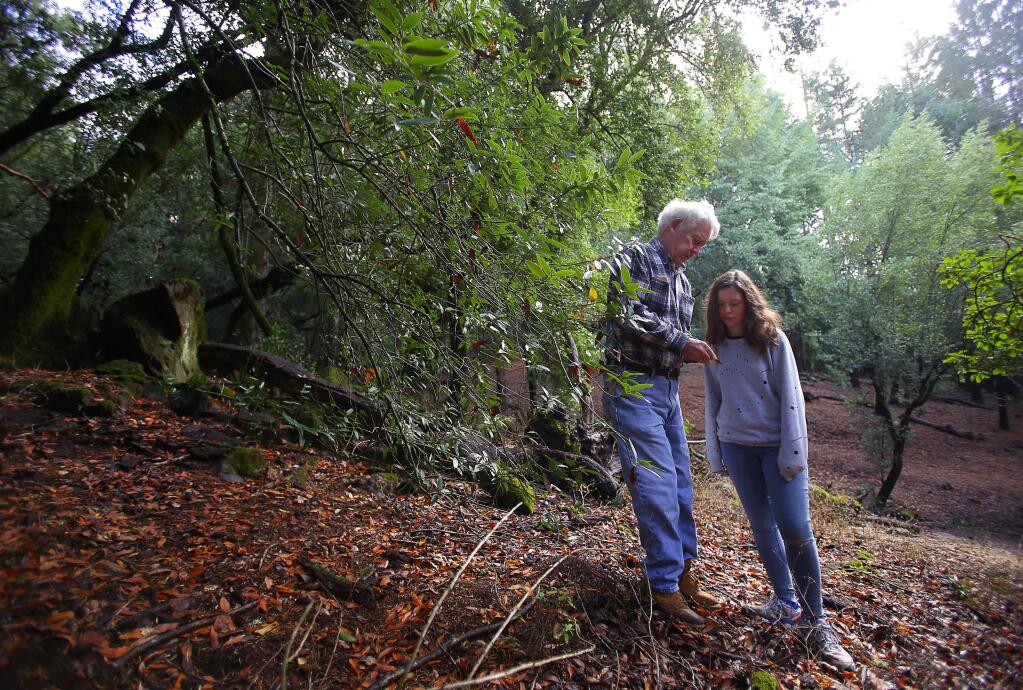 Bruce McConnell, a boardmember on the Fountaingrove II Open Space Maintenance Association, shows a California Bay Laurel leaf that is possibly carrying the sudden oak death disease pathogen to his 12-year-old granddaughter, Caitlyn Oliver, in an open space area near Crown Hill Drive, in Santa Rosa, on Monday, October 17, 2016. (Christopher Chung/ The Press Democrat)
