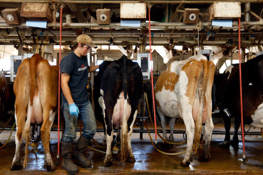 Austin Middlebrook, Domenic Carinalli's grandson, helps milk a group of transitional cows that will produce organic milk by August, at Carinalli Dairy in Sebastopol, California on Thursday, July 28, 2016. (Alvin Jornada / The Press Democrat)