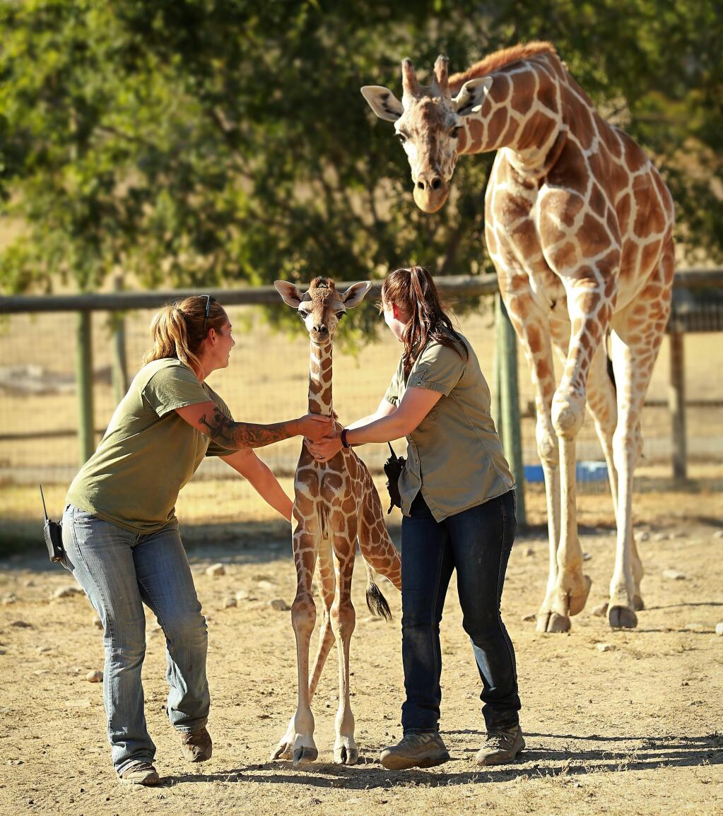 Safari West keepers Katelyn Toole, left, and Erika Mittleman guide the latest member of the giraffe herd into the barn for the night under the watchful eye of her mother on Thursday, July 27, 2017. The giraffe was born early Wednesday. (JOHN BURGESS/ PD)
