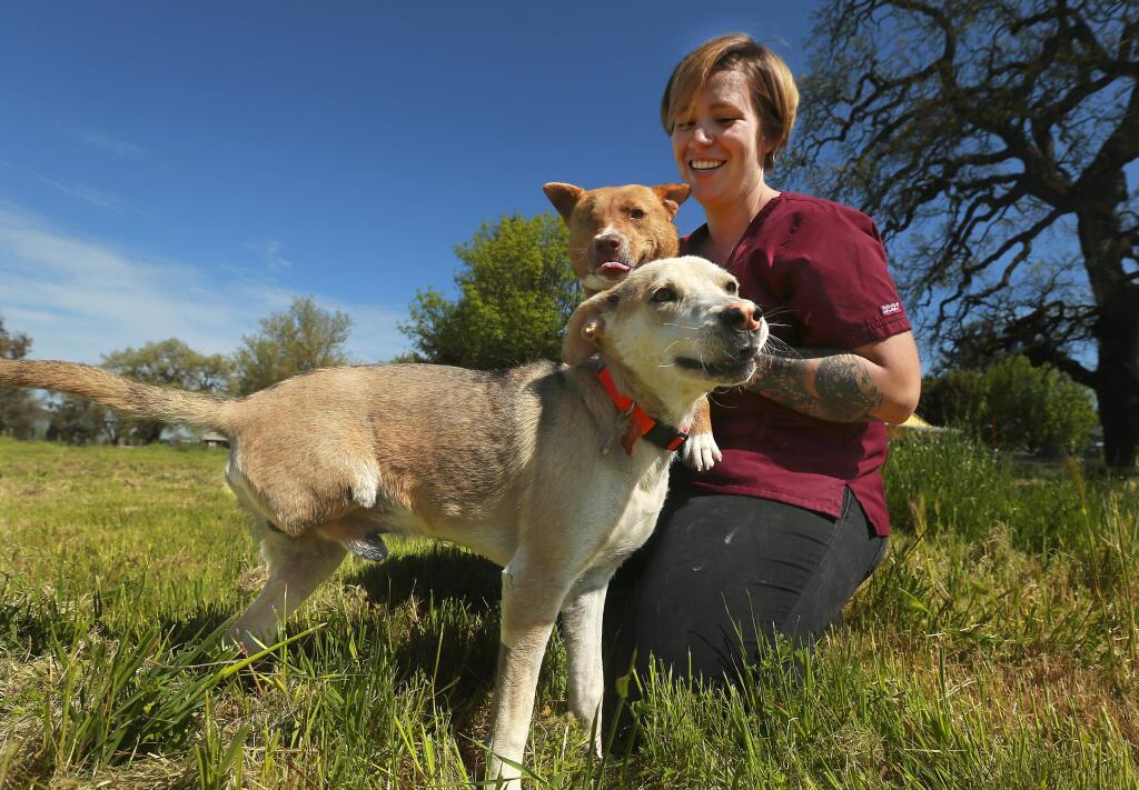 Muttopia program director Jordan Gilliand plays plays with Chana whose lost her eye to an abuse owner and the three-legged Toby, who was hit by a car. The new dog rescue center Muttopia in Santa Rosa saves abused and injured dogs from the Puerto Penasco region of Mexico for adoption in California. (John Burgess/The Press Democrat)