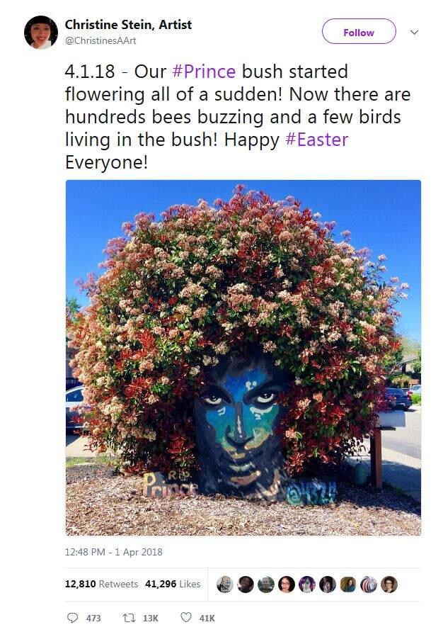The initial photo of the blossoming 'Prince Tree' went viral and generated more than 41,000 likes on social media. (Photo: Twitter)