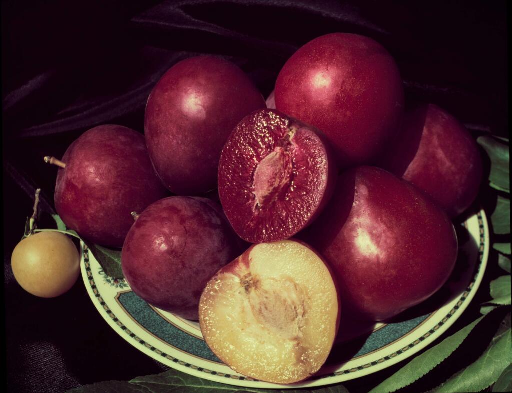 A bowl of Luther Burbank's stoneless plums which were dried to make prunes. (SONOMA COUNTY LIBRARY)