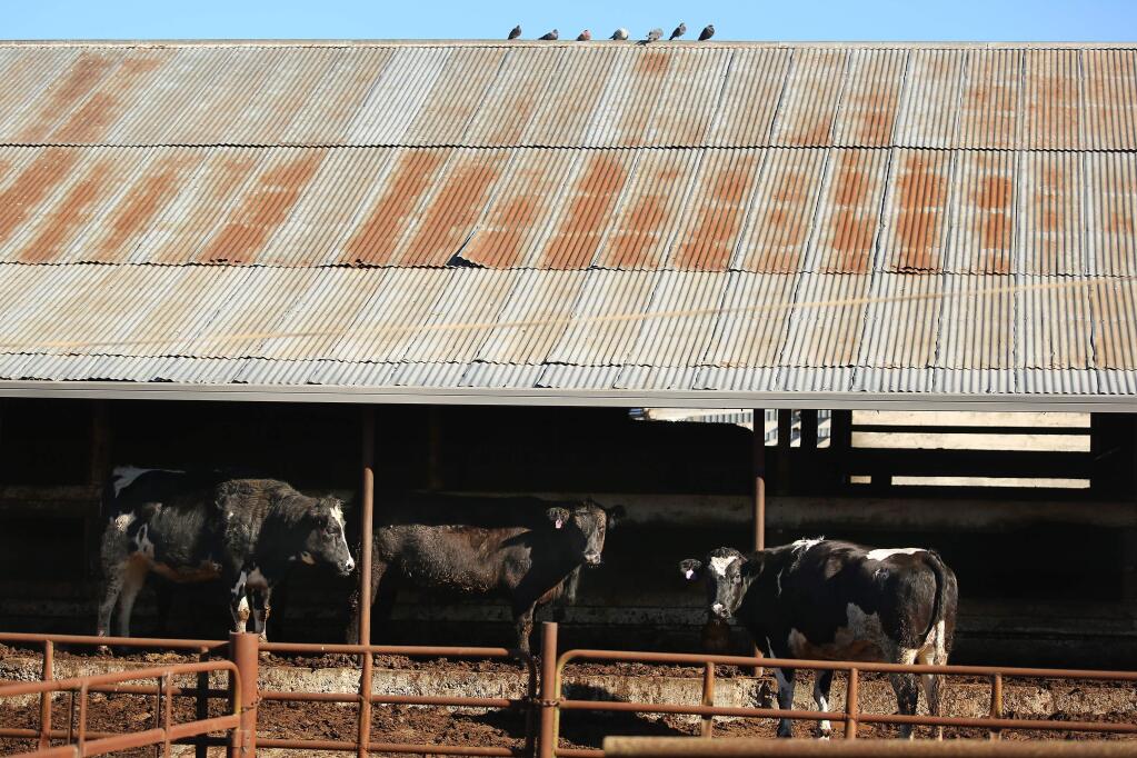 2014: In January, a federal raid on the Rancho Feeding slaughterhouse in Petaluma prompted allegations of tainted meat. Two former owners and two employees of the slaughterhouse, which became the focus of an international meat recall, were charged with selling meat from diseased cattle and concealing the scheme from federal inspectors by swapping out the heads of cows with eye cancer. (PD FILE)