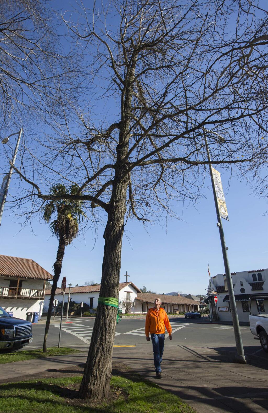 Sonoma Public Works Operations Manager Trent Hudson eyes a Ginkgo tree, at the intersection of First Street East and Spain Street in 2018. Hudson retired in mid-2020, the position is now open. (Photo by Robbi Pengelly/Index-Tribune)