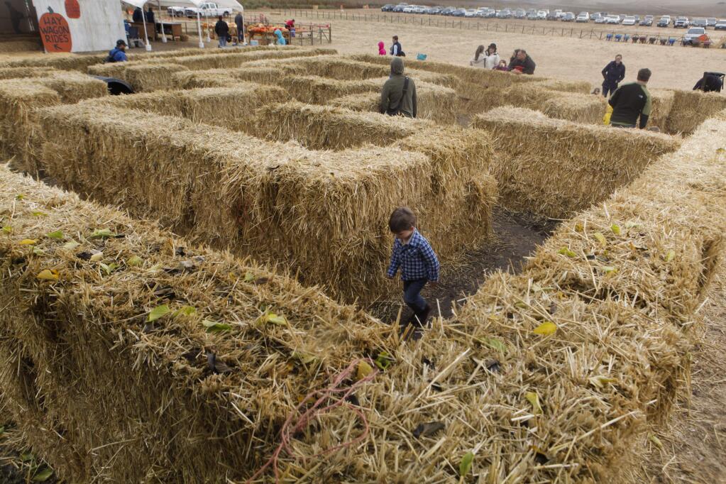Petaluma, CA, USA. Saturday, October 15, 2016._ Children navigate a maze of hay at the entrance of the Tolay Fall Festival. (CRISSY PASCUAL/ARGUS-COURIER STAFF)