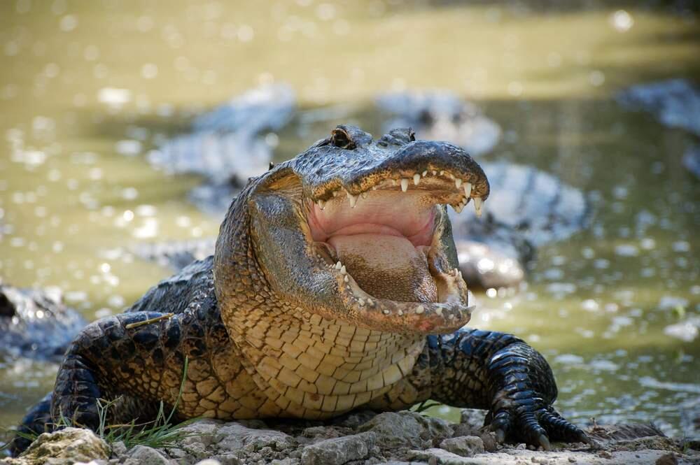 An alligator (Shutterstock)