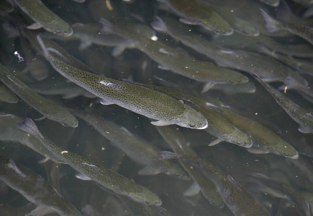 Young steelhead trout at the Don Clausen Fish Hatchery in 2009. (CHRISTOPHER CHUNG/ PD FILE)