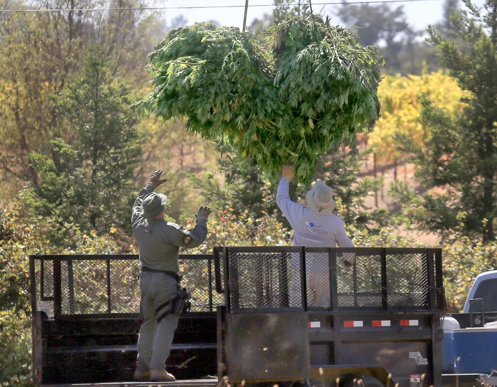 Law enforcement personnel guide a bundle of freshly eradicated marijuana, Tuesday Sept. 16, 2014, hoisted by a helicopter at Sweetwater Springs and Westside roads in Healdsburg. (Kent Porter / Press Democrat) 2014