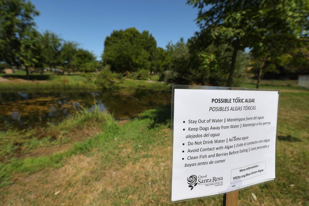 Signs posted by the City of Santa Rosa warn about the possible presence of toxic algae in the creek ponds in Rincon Valley Community Park in Santa Rosa on Tuesday, Sept. 10, 2019. (CHRISTOPHER CHUNG/ PD)