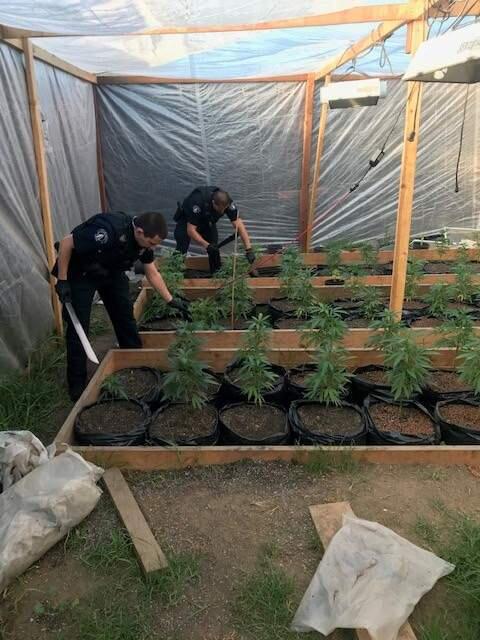 Novato police arrested two men, one a Petaluma resident, on suspicion of selling marijuana to high school students. They found more than 140 marijuana plants at the Richmond home of one of the suspects (NOVATO POLICE DEPARTMENT / FACEBOOK)