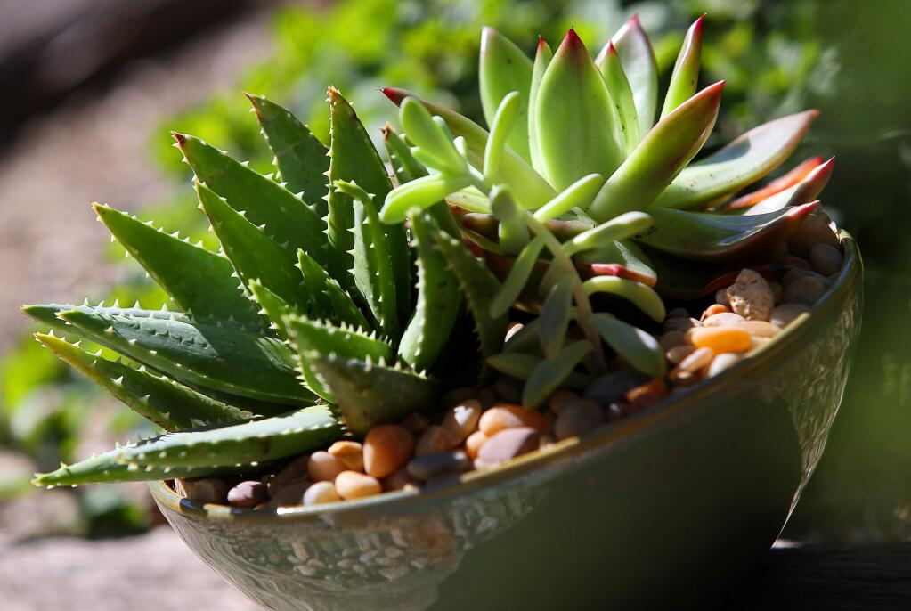 A Sept. 22 workship will teach you how to design an indoor living space for succulents. (Christopher Chung/ The Press Democrat)