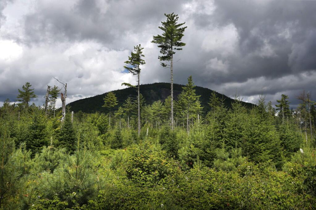 FILE - In this Aug. 5, 2015 file photo, a forest grows back beneath a few uncut white pines several years after it was logged near Soubunge Mountain in northern Maine. In a study of suicide rates by occupation, the workers who killed themselves most often were farmers, lumberjacks and fishermen. Researchers found the highest suicide rates in manual laborers who work in isolation and face unsteady employment. The report from the Centers for Disease Control and Prevention was released Thursday, June 30, 2016. (AP Photo/Robert F. Bukaty)