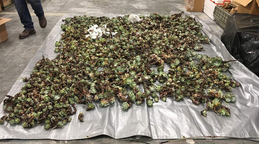 State Fish and Wildlife officials arrested three men with 2,334 Dudleya farinose collected near Trinidad in April 2018.