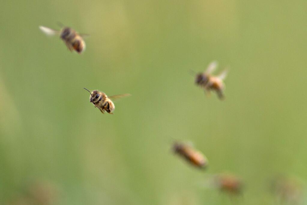 Beekeepers in the U.S. and elsewhere reported an increase in honeybee deaths over the last year, possibly the result of erratic weather patterns brought on by a changing climate. MUST CREDIT: Bloomberg photo by Daniel Acker