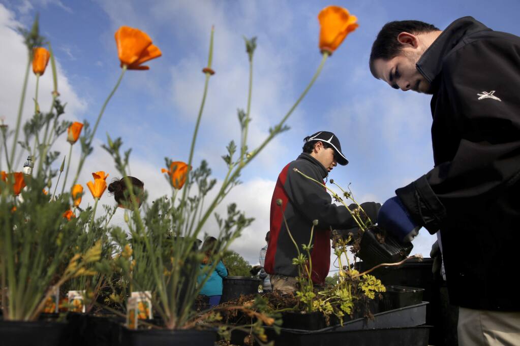 Kyle Ludwig, right, and Daniel Dor, students in Sonoma County Office of Education's Special Education program, dispose of dead plants as they work at Gaddis Nursery in Santa Rosa, on Tuesday, April 12, 2016. (BETH SCHLANKER/ The Press Democrat)