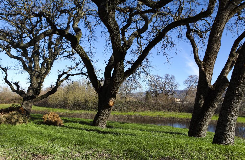 Opponents of Sid Commons, a proposed housing development off Graylawn Avenue, want to preserve the wetlands, oak trees and open space as shown in this photo from February 4, 2020. (CRISSY PASCUAL/ARGUS-COURIER STAFF)